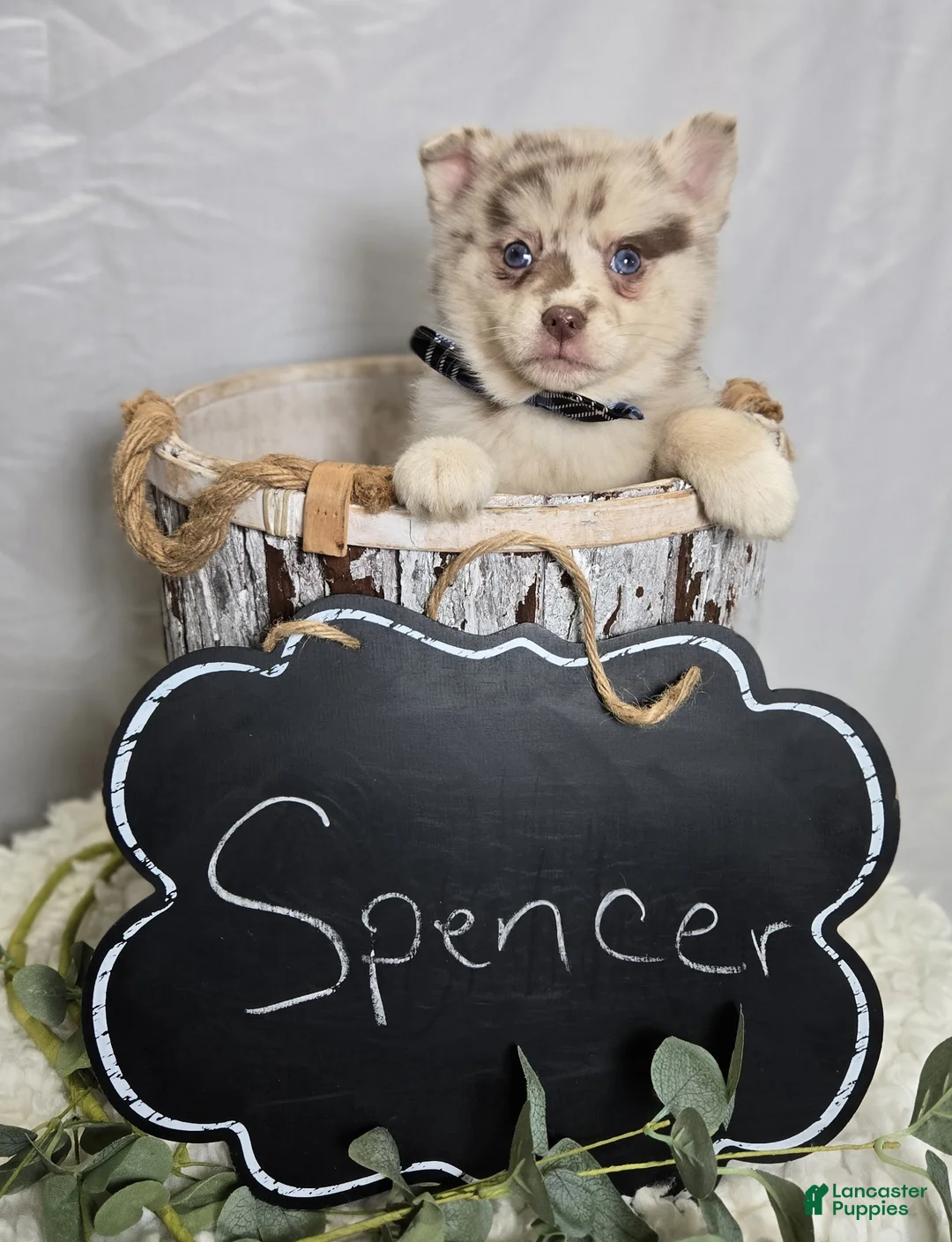 Pomsky dogs for sale: Spencer - Ad 4