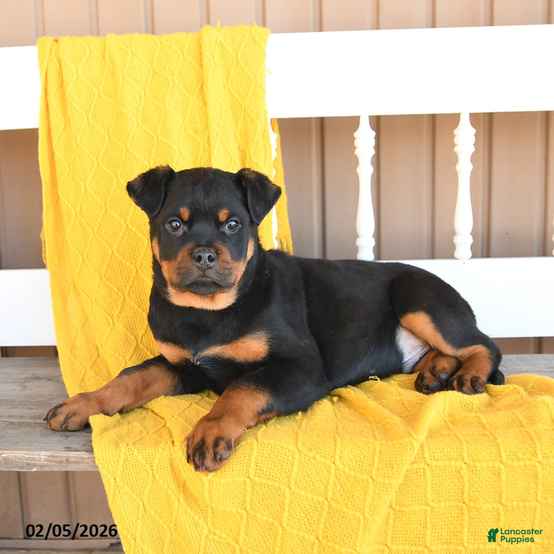 Rottweiler dogs for sale: Snoopy - Ad 5