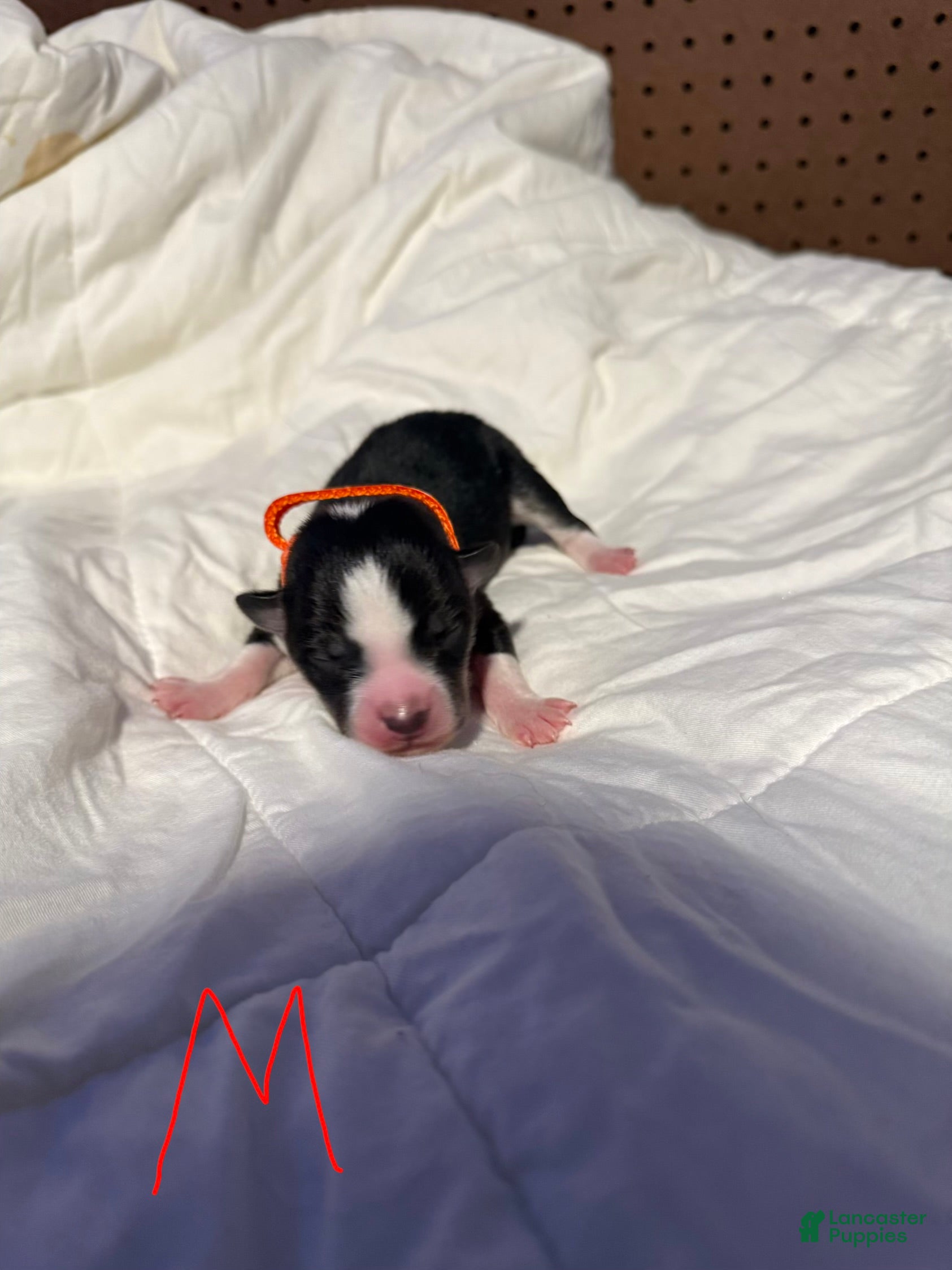 Mixed Breed dogs Mixed Breed Puppy 1 - Ad 12