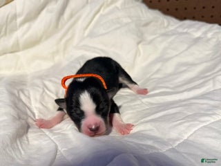 Mixed Breed dogs Mixed Breed Puppy 1 - Ad 38