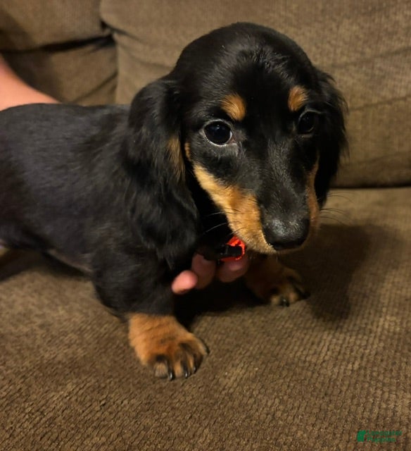 Miniature Dachshund dogs for sale: Marcy - Ad 2