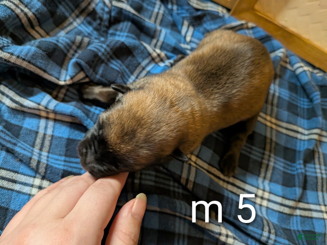 Belgian Malinois dogs for sale: Belgian Malinois Puppy 5 - Ad 4
