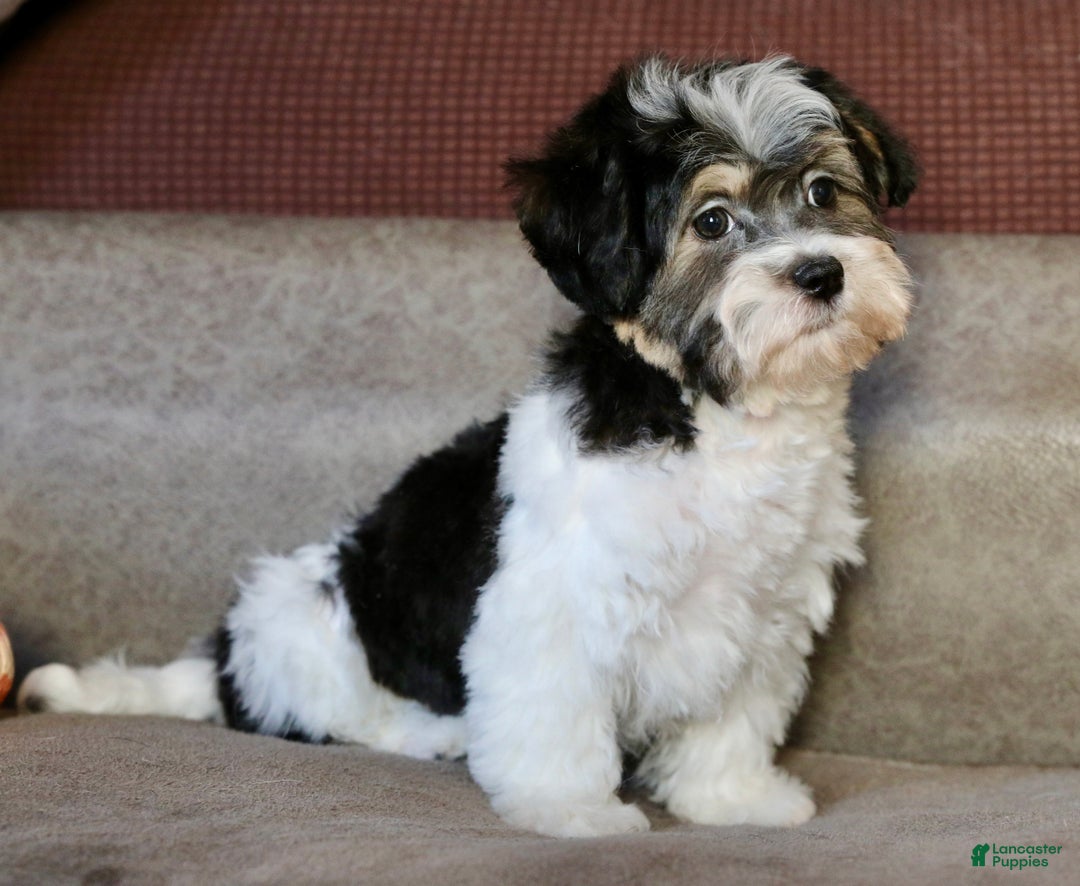 Shihpoo dogs for sale: Mia - Ad 18