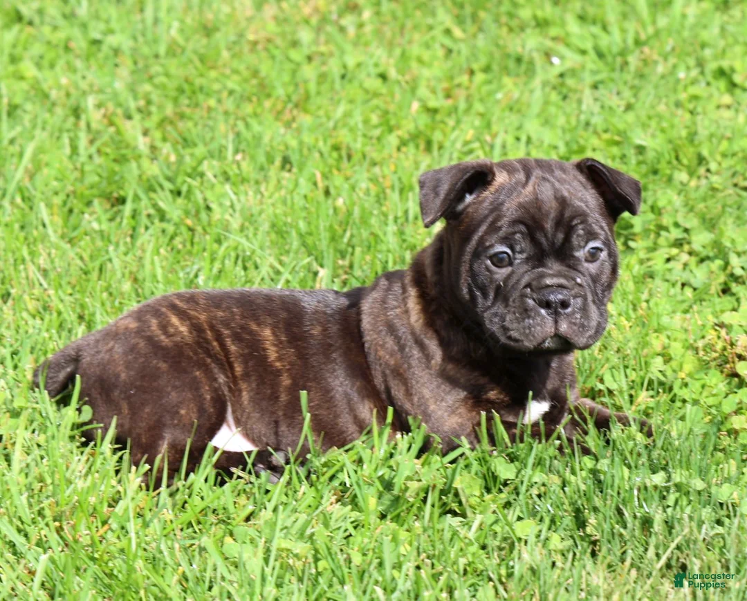Frenchton dogs for sale: Jip - Ad 2