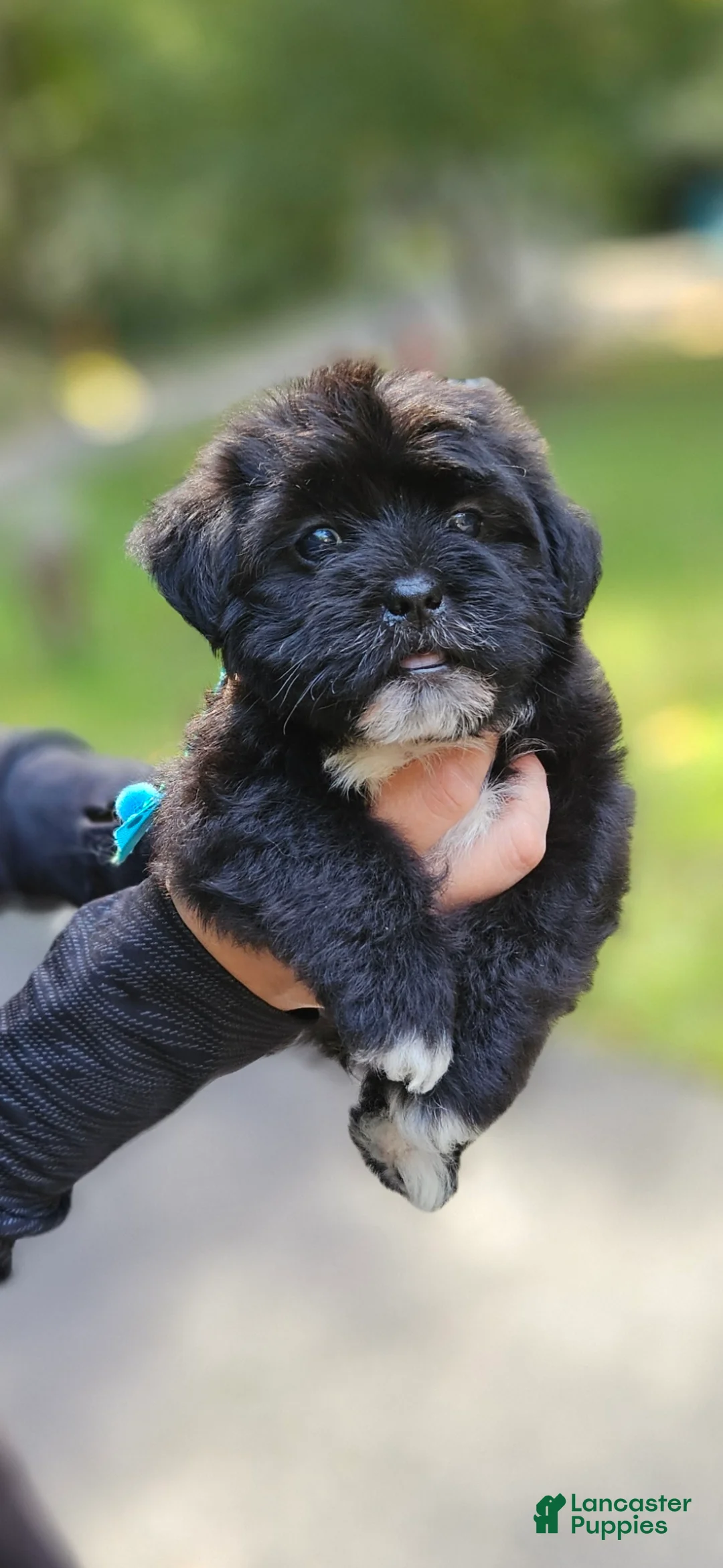 Shihpoo dogs for sale: Snoop - Ad 1