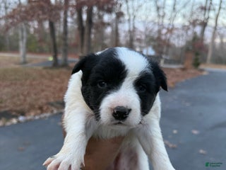 Mixed Breed dogs Mixed Breed Puppy 2 - Ad 33