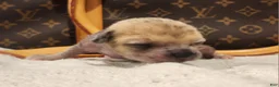 Mixed Breed dogs for sale: Spice  - Ad 2