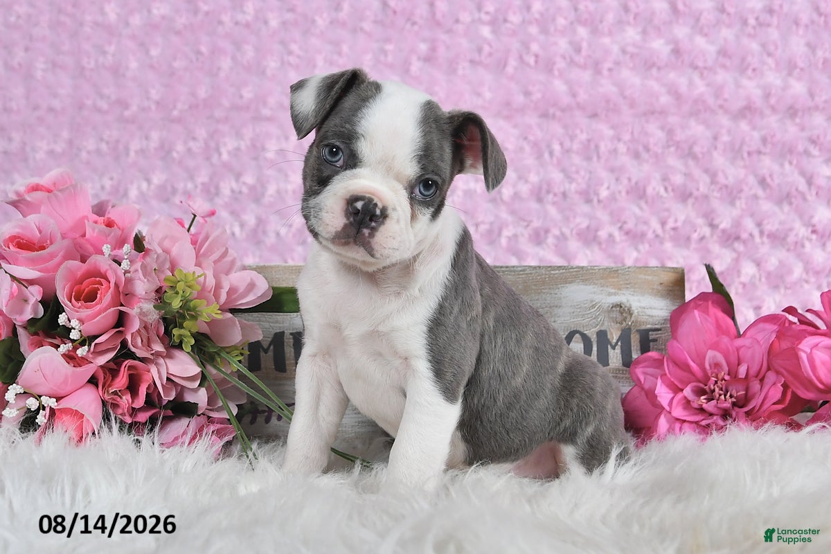 Frenchton dogs Bingo - Ad 2
