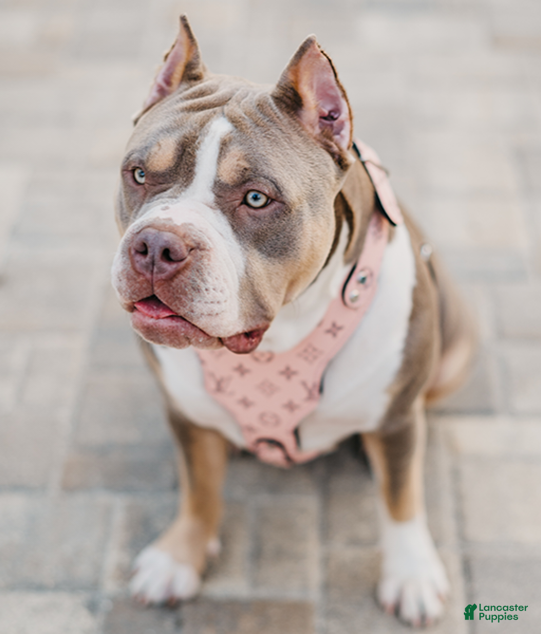 American Bully dogs for sale: GUY - Ad 8