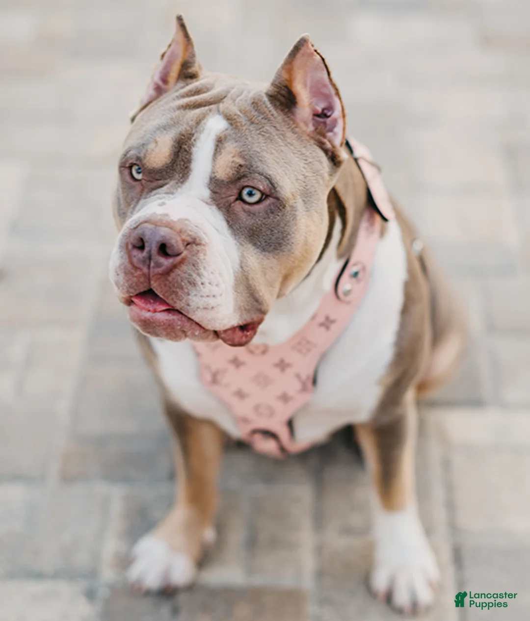 American Bully dogs for sale: GUY - Ad 12