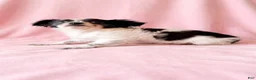 Mixed Breed dogs for sale: Sadie - Ad 4