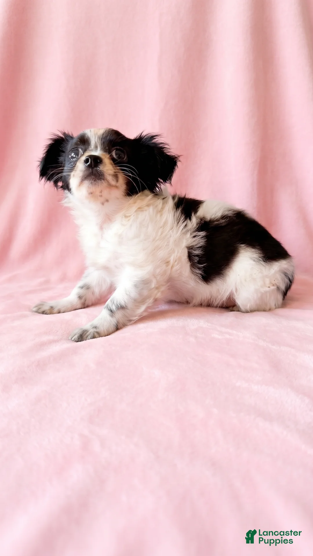 Mixed Breed dogs for sale: Sadie - Ad 4
