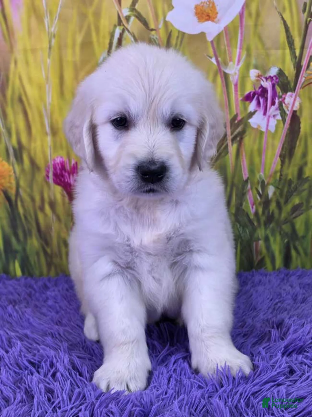 Golden Retriever dogs for sale: Maverick - Ad 1