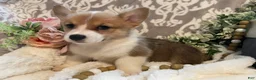 Welsh Corgi Pembroke dogs for sale: Sara - Ad 8