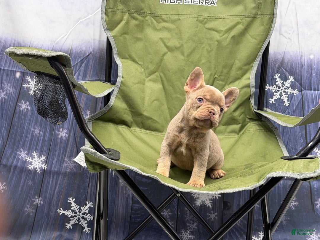 French Bulldog dogs for sale: French Bulldog Puppy 2 - Ad 2