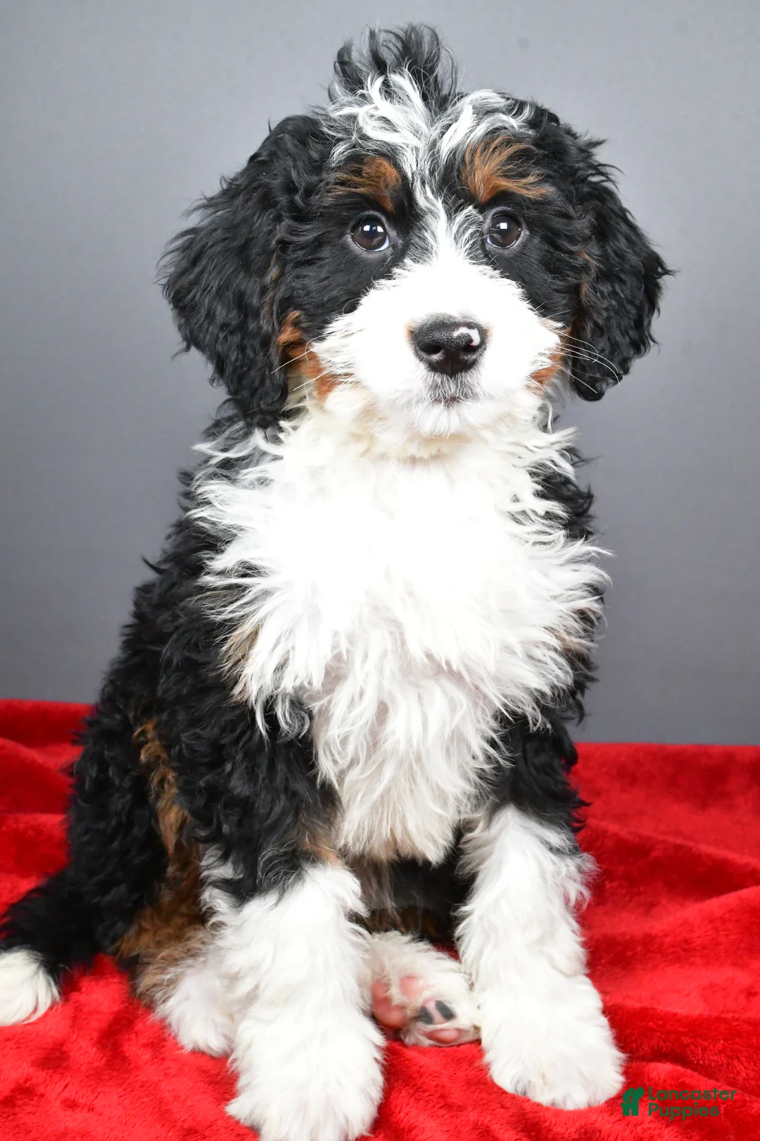 Mini Bernedoodle dogs for sale: Echo - Ad 3