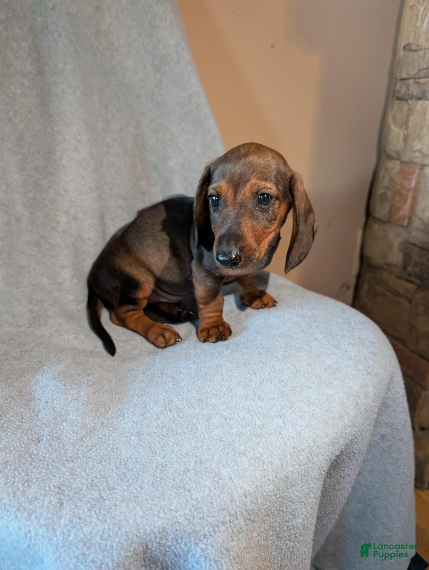Dachshund dogs Dachshund 1 - Ad 1