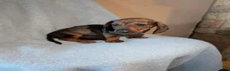Dachshund dogs for sale: Dachshund 1 - Ad 1