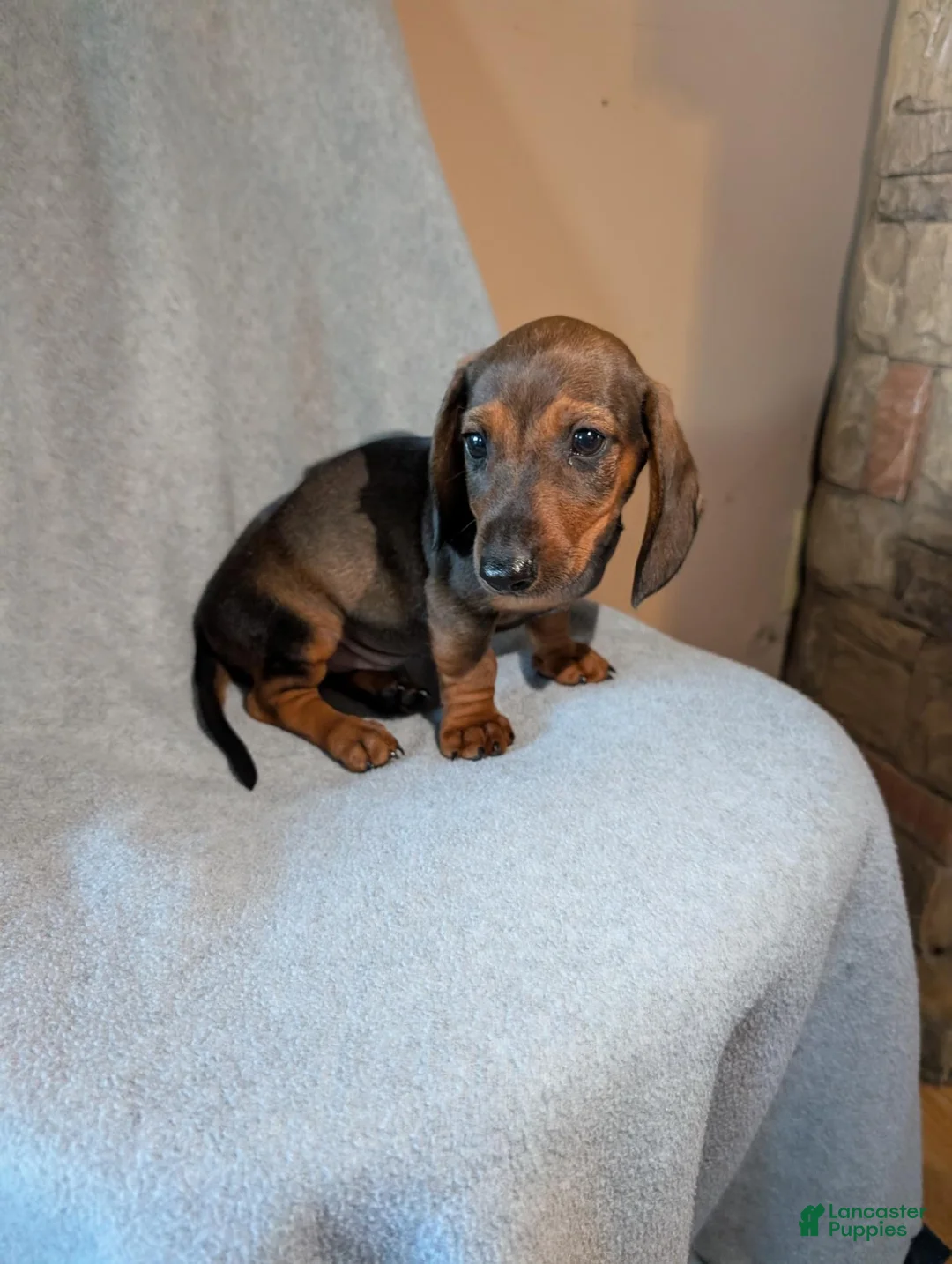 Dachshund dogs for sale: Dachshund 1 - Ad 1