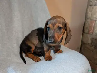 Dachshund dogs Dachshund 1 - Ad 1