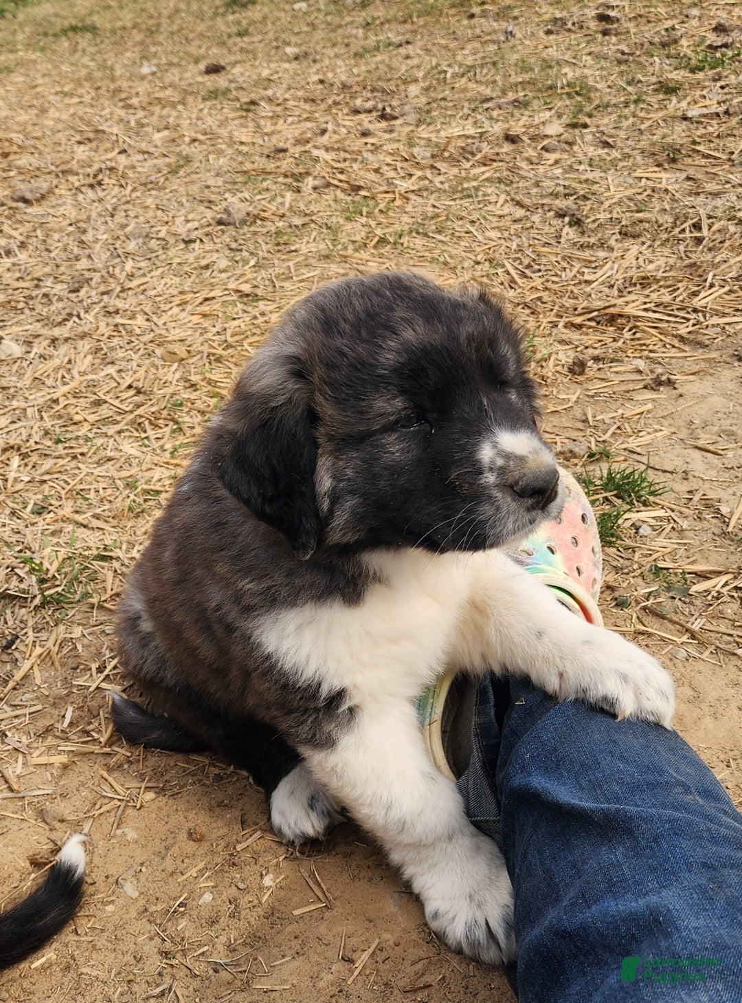 Anatolian Shepherd dogs for sale: Zena 2025 F1 ASD puppy - Ad 6