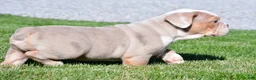 Beabull dogs for sale: Myles - Ad 8