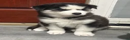 Siberian Husky dogs for sale: Siberian Husky Puppy 1 - Ad 4