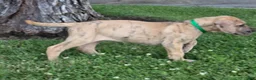 Great Dane dogs for sale: Schofield - Ad 9