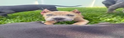 American Bully dogs for sale: Thor - XL American Bully Puppy  - Ad 3