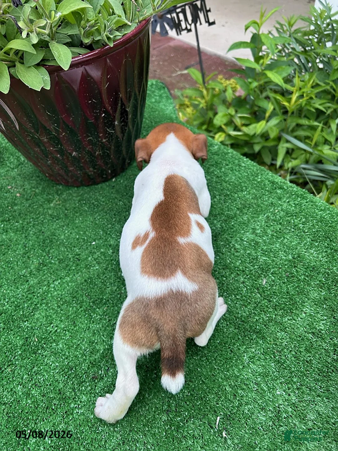 Jack Russell Terrier dogs for sale: Simon - Ad 2