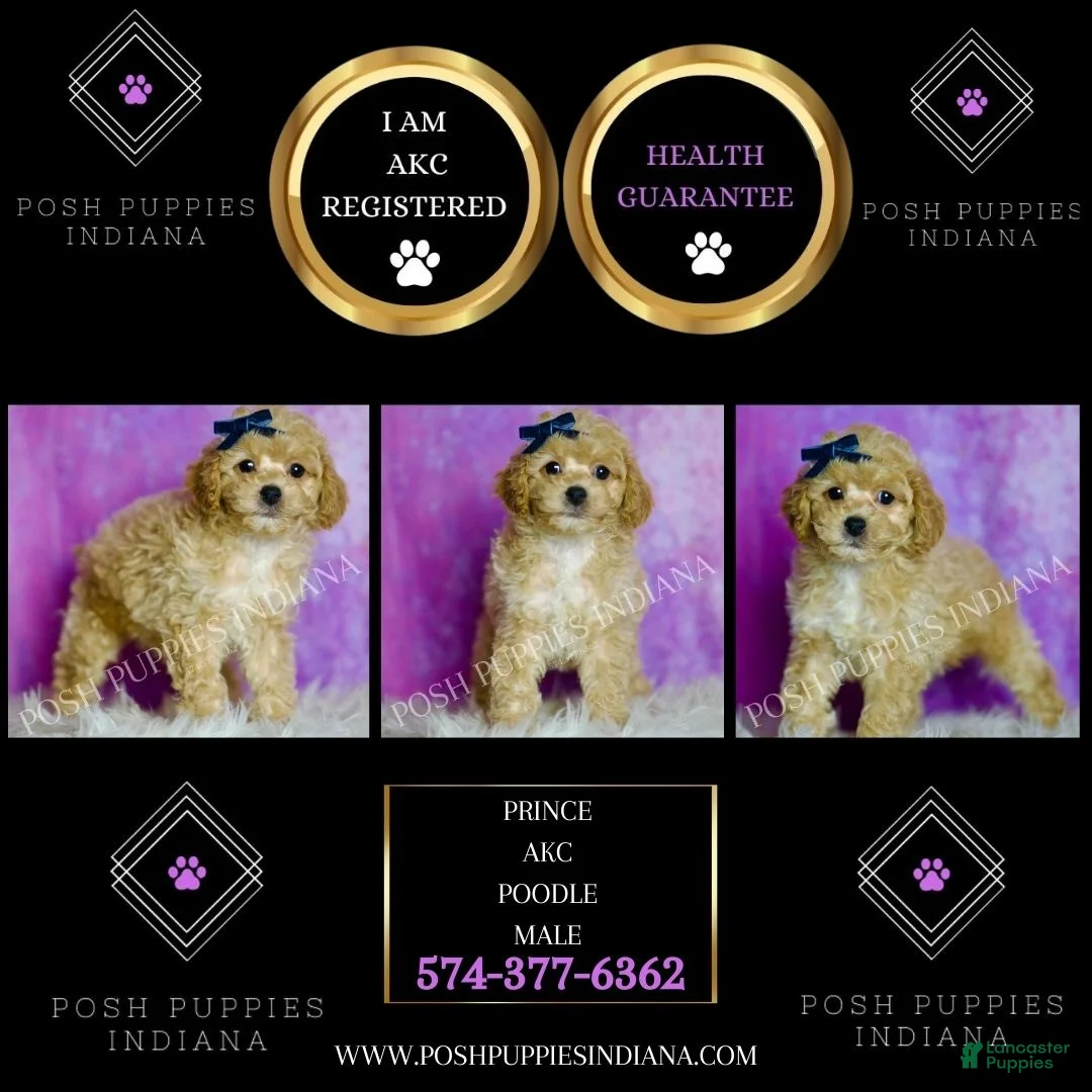 Standard Poodle dogs for sale: Prince - Ad 7