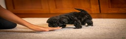 Miniature Poodle dogs for sale: Coal - Ad 6
