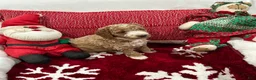 Mini Goldendoodle dogs for sale: Mini Goldendoodle Prince Charming - Ad 5