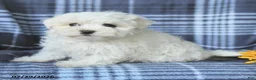 Maltese dogs for sale: Dolly - Ad 5