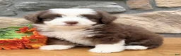 Mixed Breed dogs for sale: Coco - Ad 2
