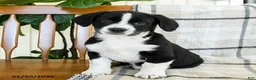 Mixed Breed dogs for sale: Shamrock - Ad 1