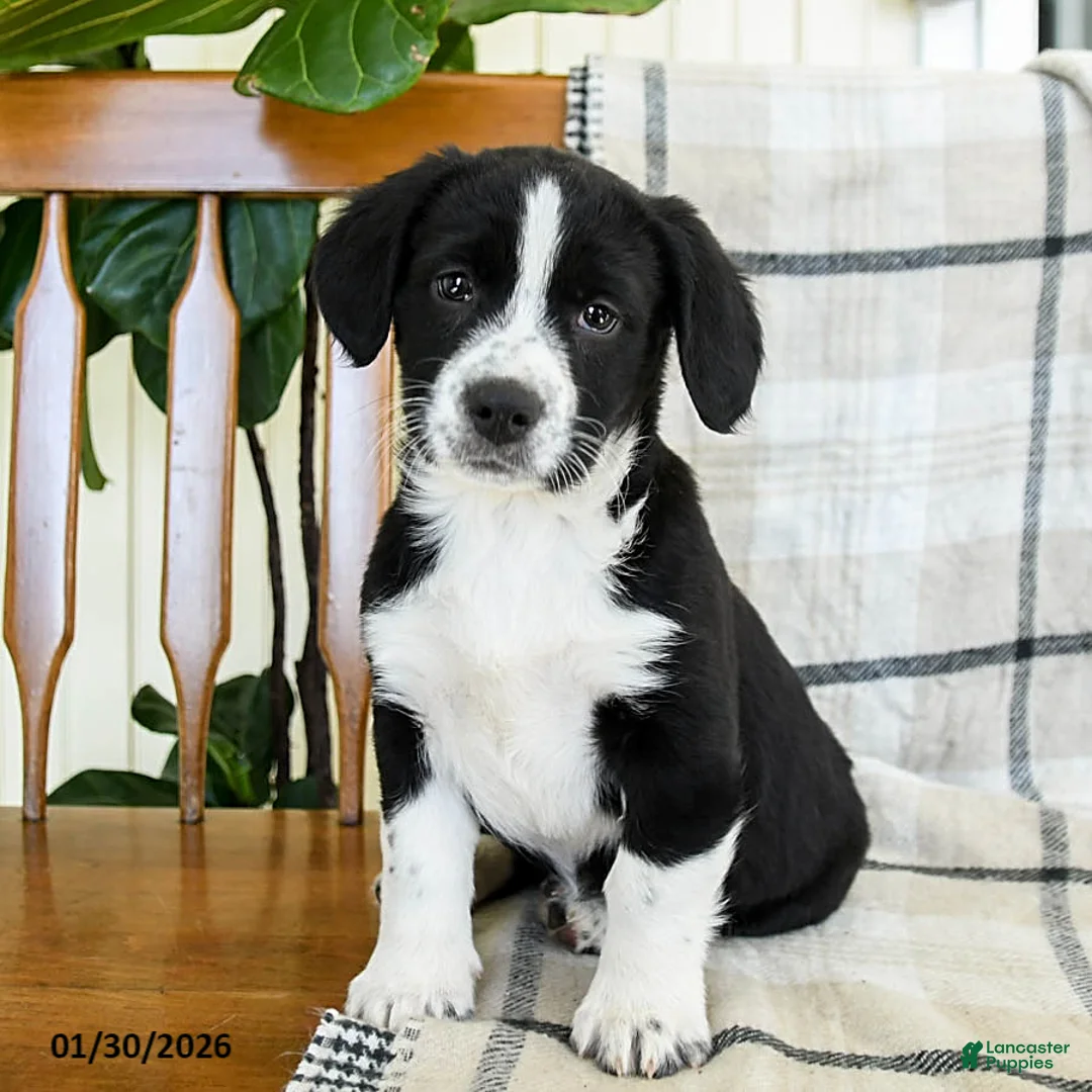 Mixed Breed dogs for sale: Shamrock - Ad 1
