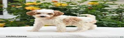Mini Goldendoodle dogs for sale: Patches - Ad 6