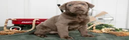 Labrador Retriever dogs for sale: Brutus - Ad 1