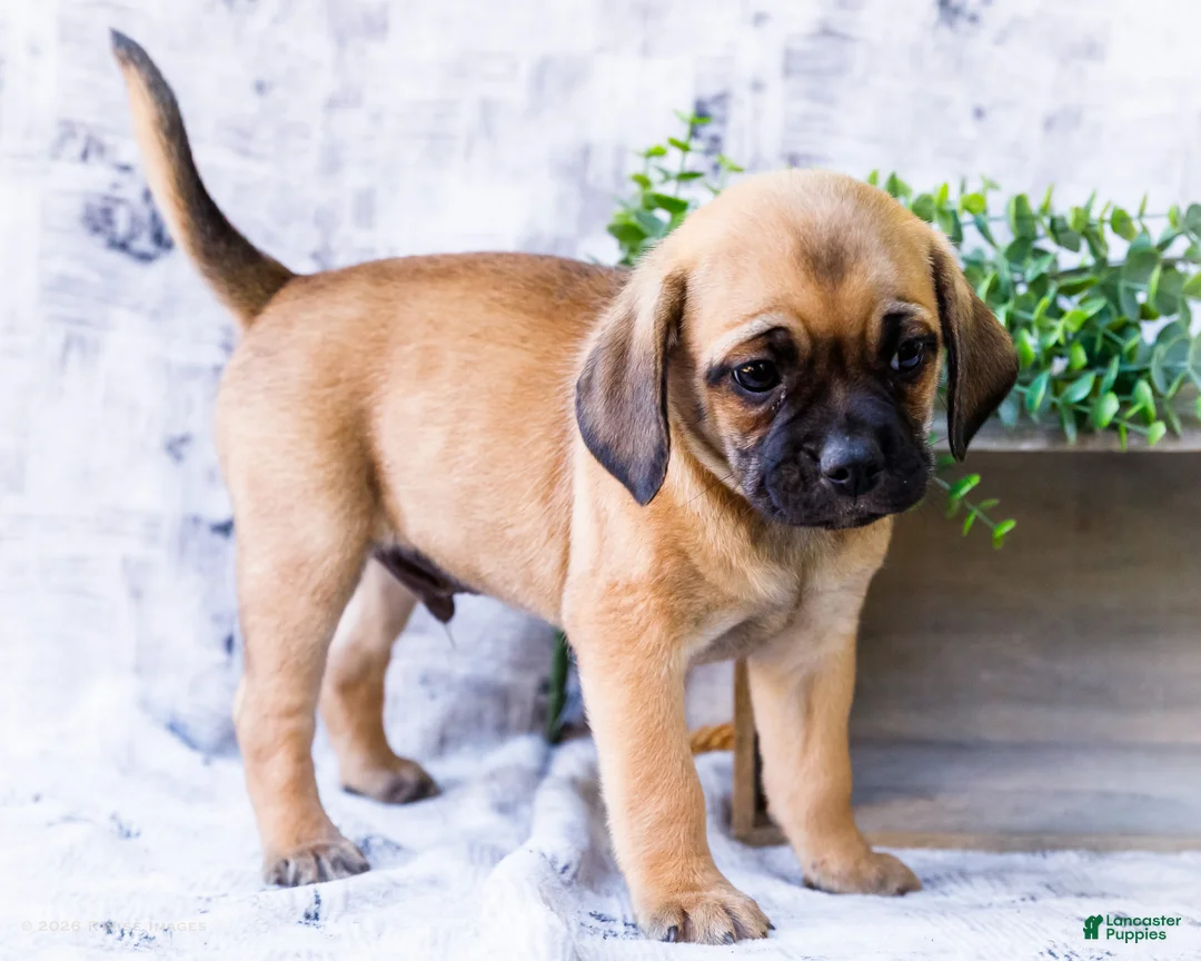 Puggle dogs for sale: Bear - Ad 1