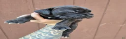 Cane Corso dogs for sale: Chippewa  - Ad 4