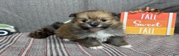 Pomeranian dogs for sale: Pomeranian Puppy 1 - Ad 3