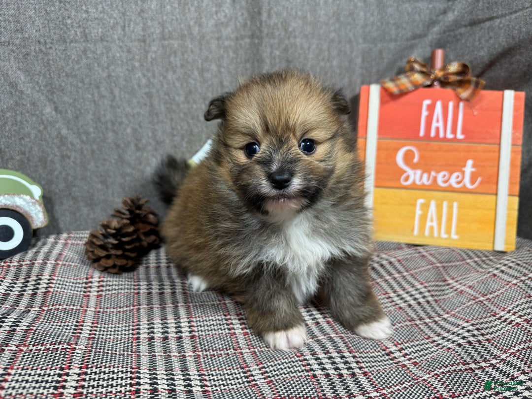 Pomeranian dogs for sale: Pomeranian Puppy 1 - Ad 3