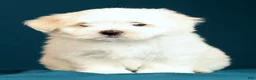 Maltese dogs for sale: Lucy - Ad 5