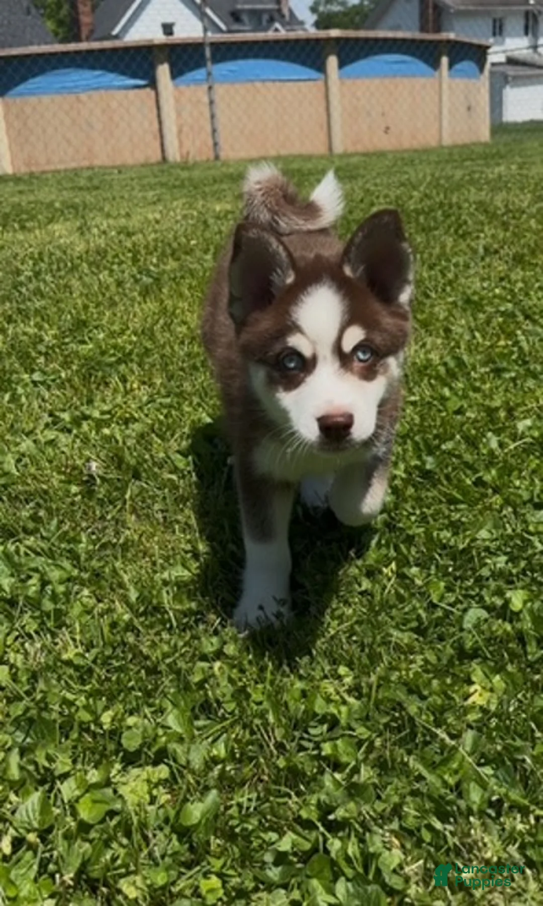 Pomsky dogs for sale: Baxter - Ad 2