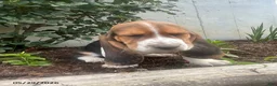 Basset Hound dogs for sale: Jack - Ad 4