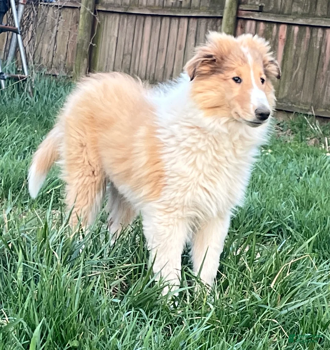 Collie dogs for sale: June - Ad 1