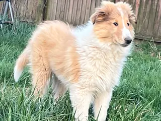 Collie dogs June - Ad 6