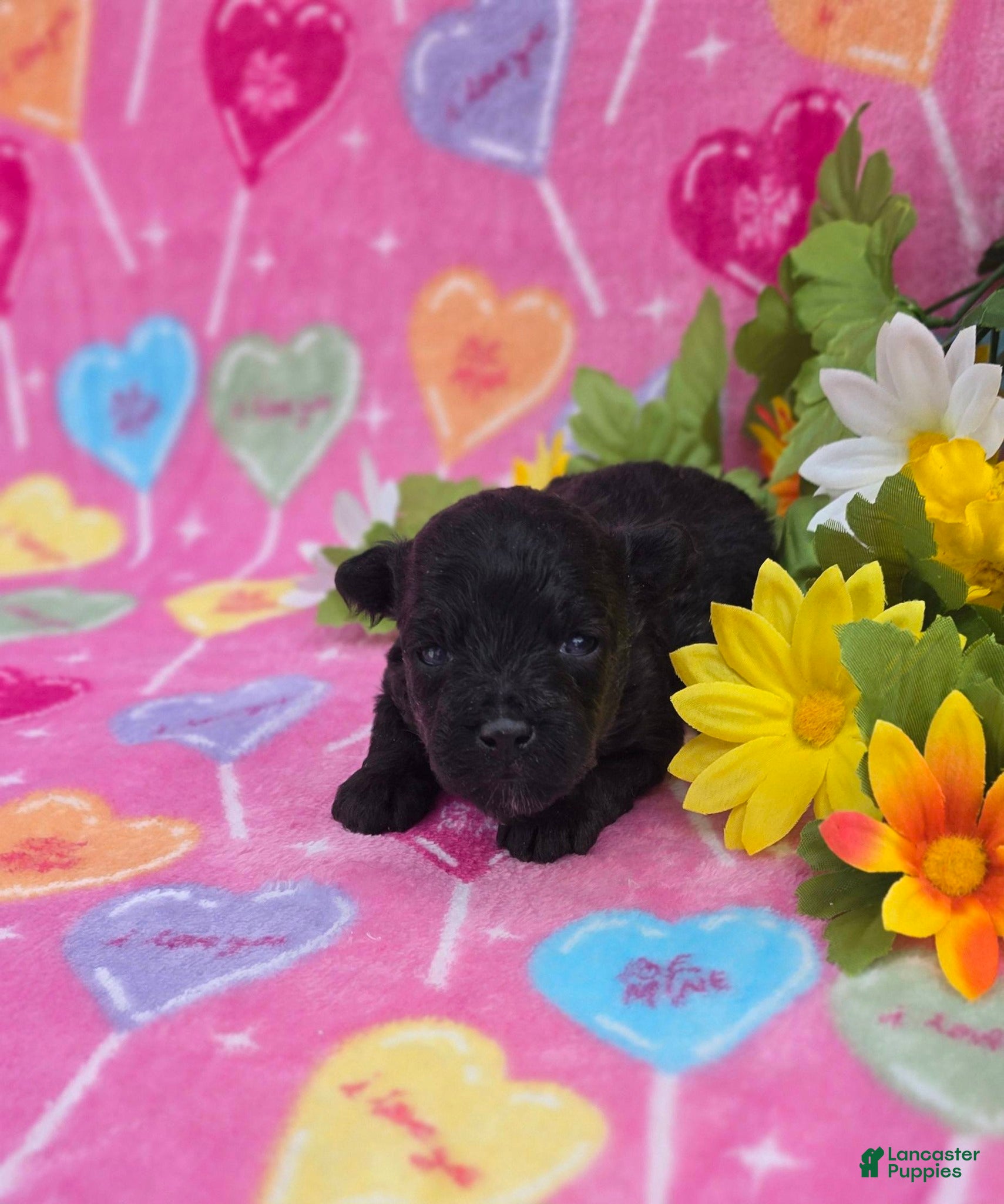 Mixed Breed dogs Noodle - Ad 2