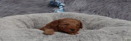 Mini Goldendoodle dogs for sale: Milo 💙 GenClearParents - Ad 3